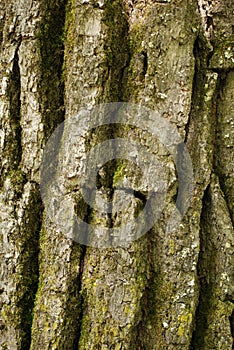 Tree bark covered with green little moss wood, forest background, bark texture, green moss and lichen