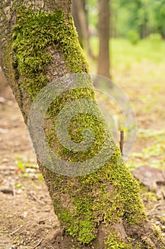 Tree bark covered with green moss in forest park