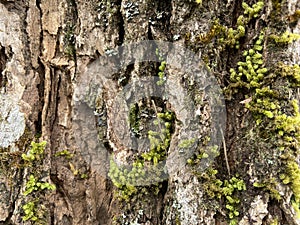 tree bark covered with green moss. green moss on a tree.