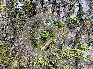 tree bark covered with green moss. green moss on a tree.