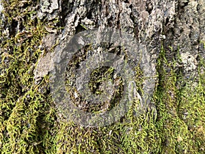 tree bark covered with green moss. green moss on a tree.