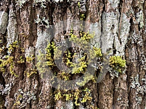 tree bark covered with green moss. green moss on a tree.