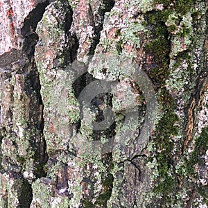 Tree bark covered with green moss and mold. Natural background.