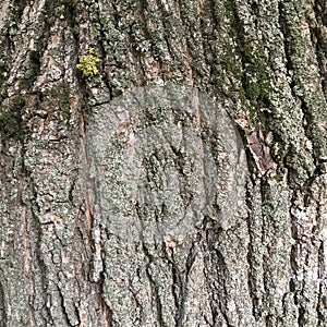 Tree bark covered by green moss. Natural abstraction.