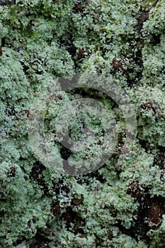 tree bark covered in lychen