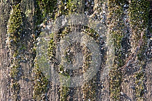 Tree bark covered with moss