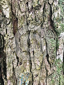 Tree bark that is covered with perennial moss.