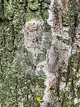 Tree bark that is covered with perennial moss and mold.