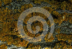 Tree bark covered with yellowish-brown light moss