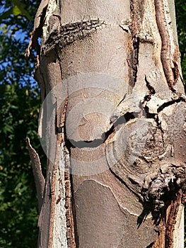 Tree bark, cracked- detail