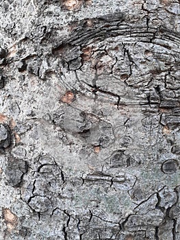 Tree Bark With Cracked Surface Texture