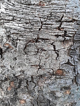 Tree Bark With Cracked Surface Texture