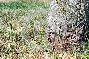 Tree bark damage caused from weed eater