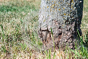 Tree bark damage caused from weed eater