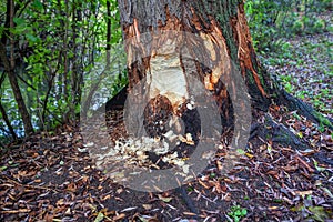 Tree bark destroyed by rodents