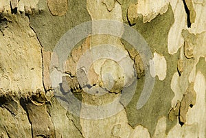 Tree bark detail