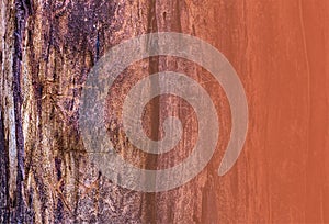 Tree bark detail for copy or texture