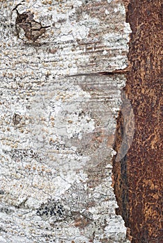 Tree bark detail with lichen formations. Nature textured background