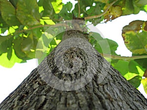 tree bark develops as the tree grows