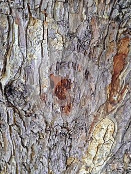 Tree bark, dry