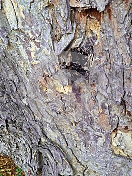 Tree bark,