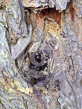 Tree bark,