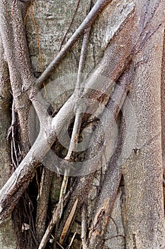 Tree bark, dry parts of the tree