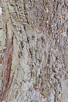 Tree bark, dry parts of the tree