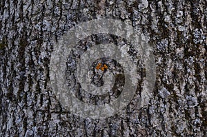 Tree bark in the evening in the village3