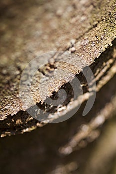 Tree bark with fine edge detail