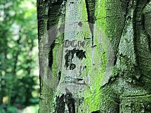 Tree bark in forest in Southwest poland