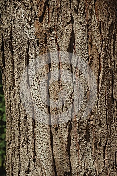 Tree bark forming a singular background in a park of Madrid