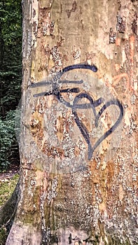 tree bark graffiti euro love money background texture park berlin