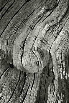 Tree Bark Grain