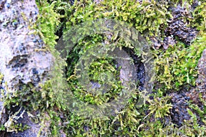 Tree bark. Green moss.