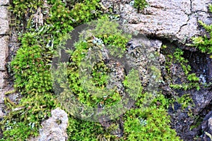 Tree bark. Green moss.