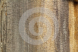 Tree bark with cracks and stripes Grunge wooden texture.Embossed bark photo