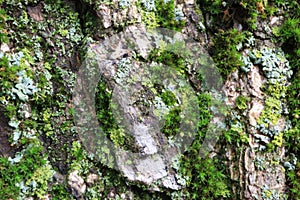 Tree bark. Green moss.