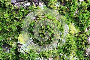 Tree bark. Green moss.