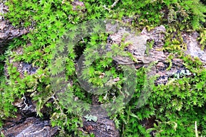 Tree bark. Green moss.