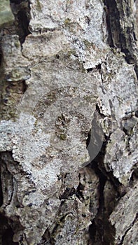 Tree bark grey  wood calmdown
