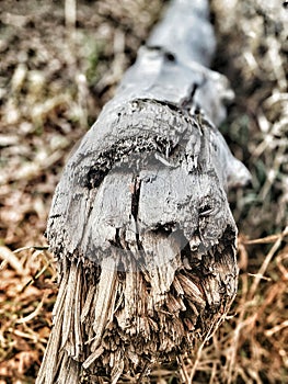 Tree bark ground fallen wood