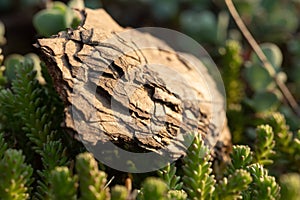 Tree bark on the ground. Mulch wood bark