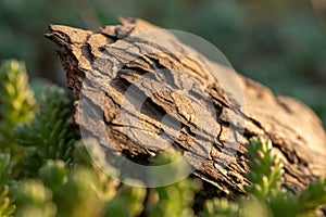 Tree bark on the ground. Mulch wood bark