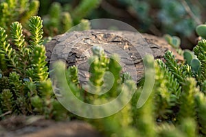 Tree bark on the ground. Mulch wood bark