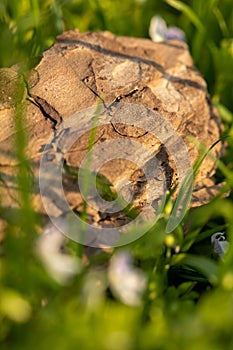 Tree bark on the ground. Mulch wood bark