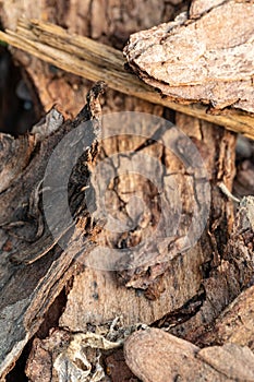 Tree bark on the ground. Mulch wood bark