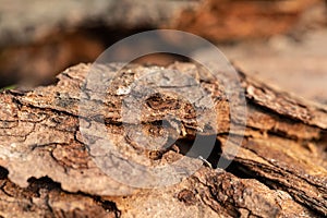 Tree bark on the ground. Mulch wood bark