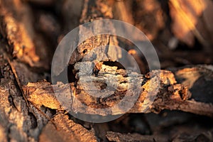 Tree bark on the ground. Mulch wood bark