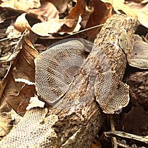 Tree bark on the ground